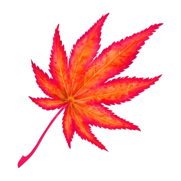 Akwarela ilustracja jesiennych liści klonu japońskiego