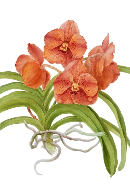 Akwarela ilustracja pomarańczowy kwiat orchidei z zielonymi liśćmi na białym tle