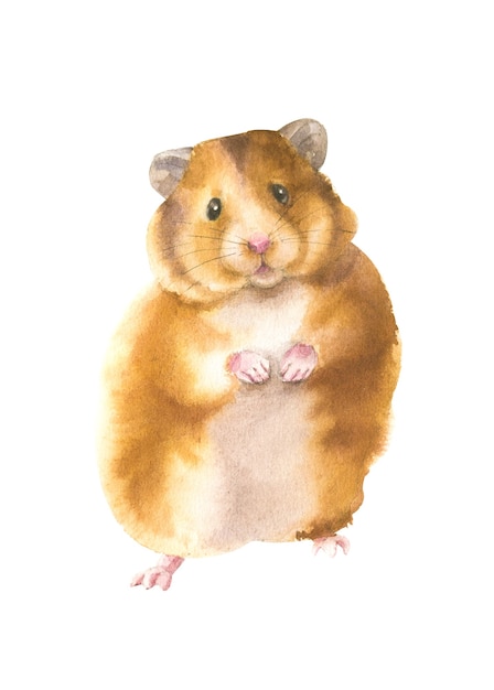 Akwarela ilustracja realistycznego chomika na białym tle