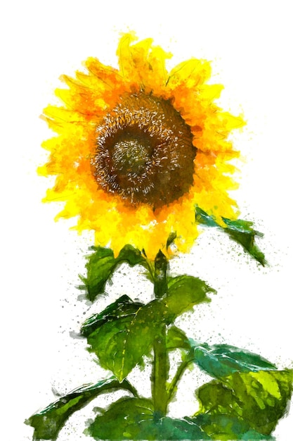 Zdjęcie akwarela ilustracja słonecznika izolowanego na białym tle