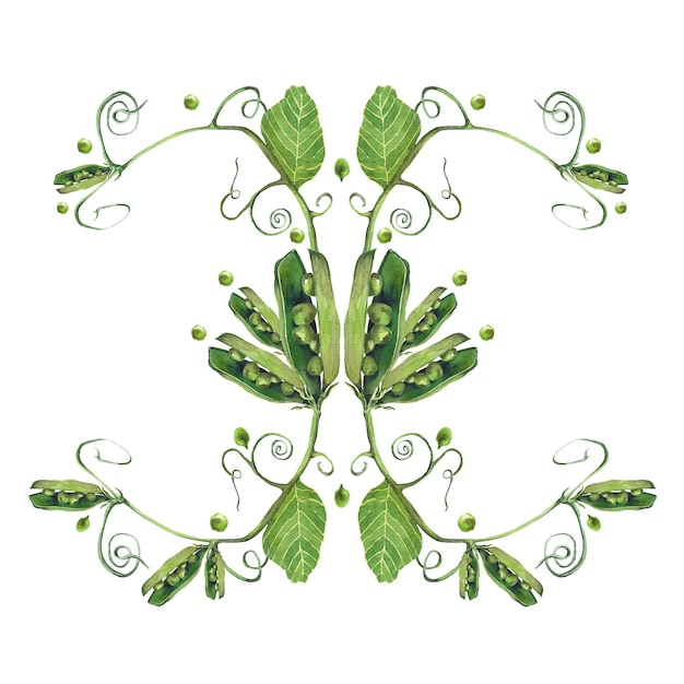 Akwarela ilustracja warzyw Handdrawn zestaw z izolowanych obiektów clipart na białym tle