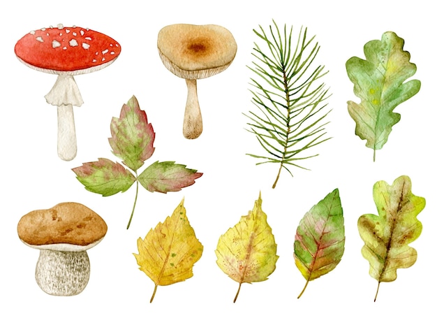 Akwarela ilustracja zestaw z leśnych liści borowików izolowanych na białym tle