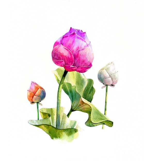 Akwarela ilustracyjny obraz liście i lotos na białym tle