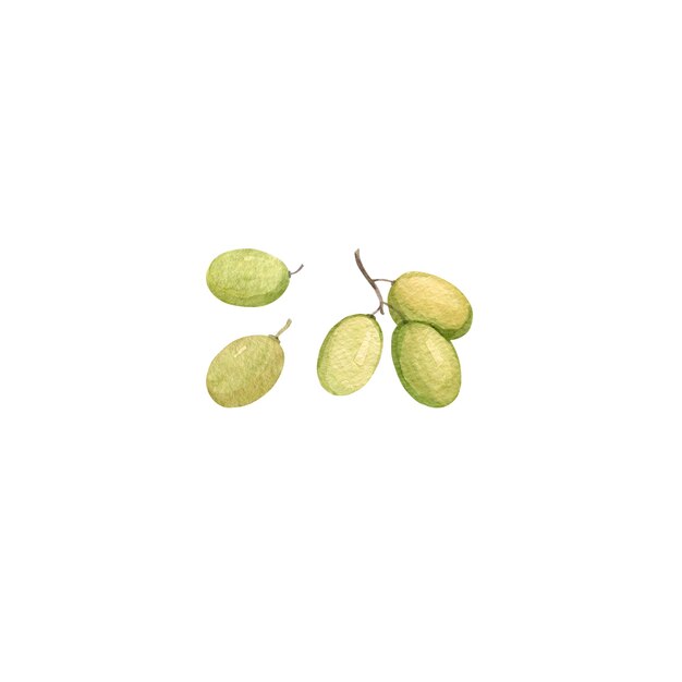 Zdjęcie akwarela izolowana ilustracja jagód winogronowych ilustracja do projektowania i kreatywności ilustracje dla producentów soków owocowych lub jogurtów