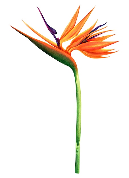 Zdjęcie akwarela kolorowy kwiat tło.