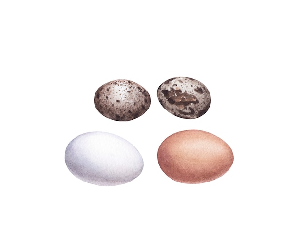 Akwarela kurze jaja i jaja przepiórcze na białej powierzchni