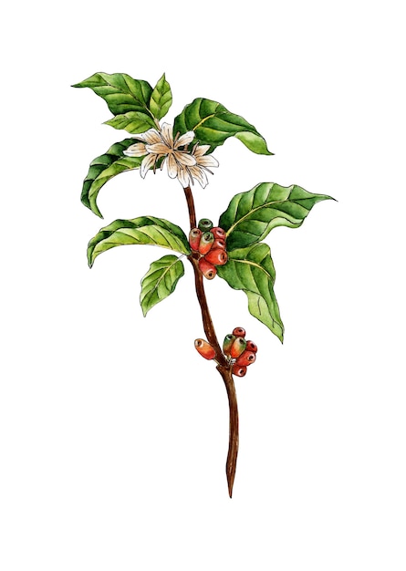 Akwarela malarstwo gałązka kawy Zielone czerwone jagody i kwiaty na gałązce drzewnej Plantacja kawy