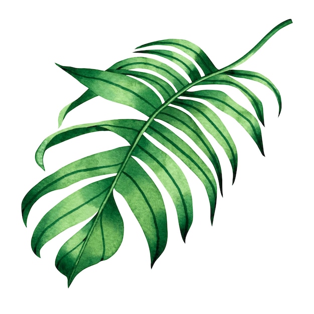 Akwarela malarstwo zielony tropikalny liść tło