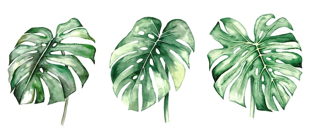 Akwarela monstera tropikalne liście zestaw ilustracji na białym tle