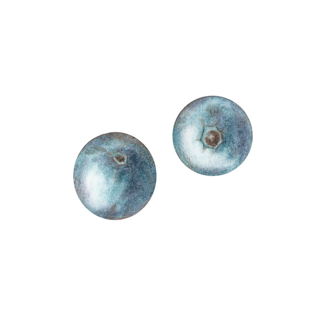 Akwarela niebieska jagoda borówka porzeczka izolowana na białym tle w stylu vintage