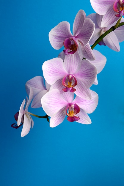 Akwarela orchidei gałąź, ręka rysująca kwiecista ilustracja odizolowywająca na błękitnym tle
