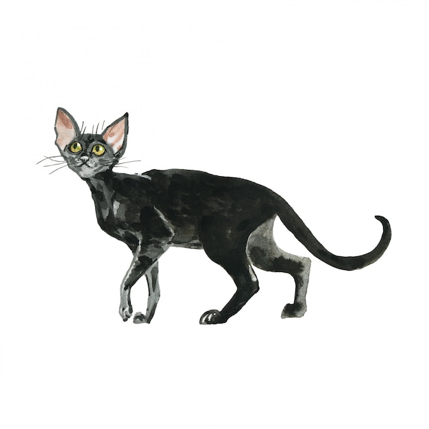 Akwarela orientalny kot. Ręcznie rysowane czarne krótkie włosy zwierzę na białym tle.
