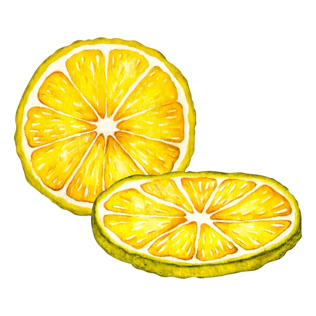 Akwarela Plasterek Cytryny Ręcznie Rysowana Botaniczna Ilustracja żółtych Owoców Cytrusowych Izolowanych Na Białym Tle Obiekty Clipart Do Projektowania I Dekoracji Kart Pakietowych