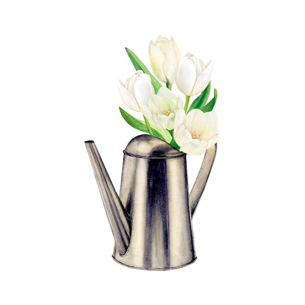 Akwarela przedstawiająca bukiet pięciu luksusowych białych tulipanów w konewce, patrząc w lewo