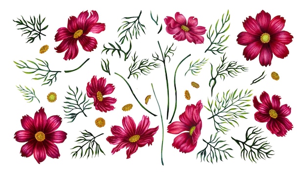 Akwarela ręcznie rysowane kwiat kosmosu w modnym kolorze viva magenta.