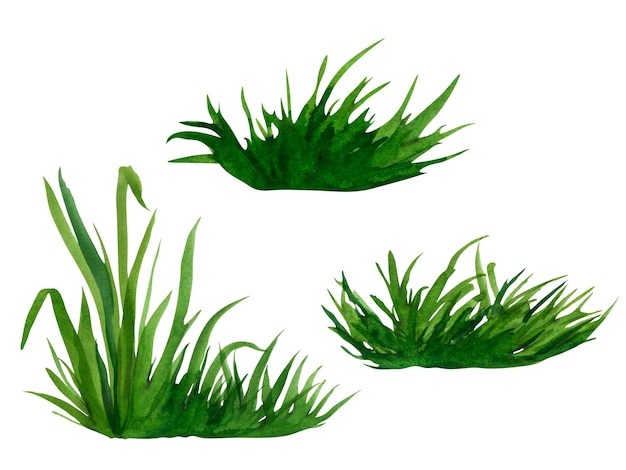 Akwarela ręcznie rysowane malarstwo ilustracja świeża zielona trawa na białym tle na białym tle letni element trawiasty do projektowania krajobrazu przyrody wiosna zioło ekologiczne bio eko etykieta i kształt
