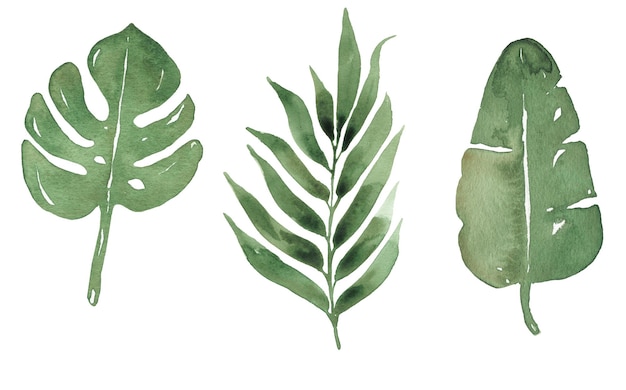 Akwarela ręcznie rysowane tropikalnych liści clipartów Zielone liście palmowe monsteral eaf ilustracja zestaw Zaproszenie na ślub tworzenie logo projektu