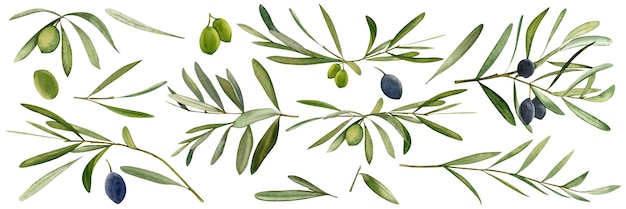 Akwarela ręcznie rysowane zestaw ilustracji z liściem oliwnym i oliwkami