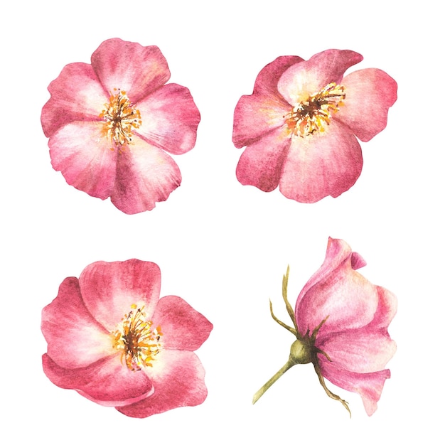 Akwarela różowa dzika róża zestaw kwiatów hip psa raka lub brier róża im kwiat ziołowy botaniczny clipart