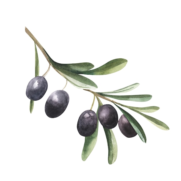 Akwarela rysunek gałązki oliwnej z liśćmi izolowanymi na białym tle Ręcznie rysowana ilustracja z czarną oliwką