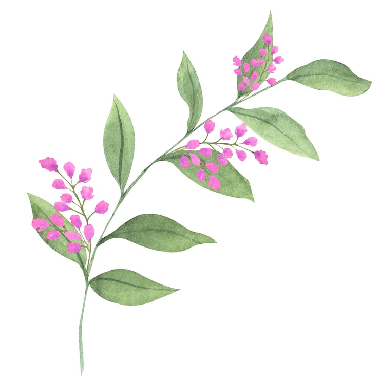 Zdjęcie akwarela skład liści i kwiatów ręcznie rysowane ilustracja botaniczna kwiatów i liści w kolorze magenta