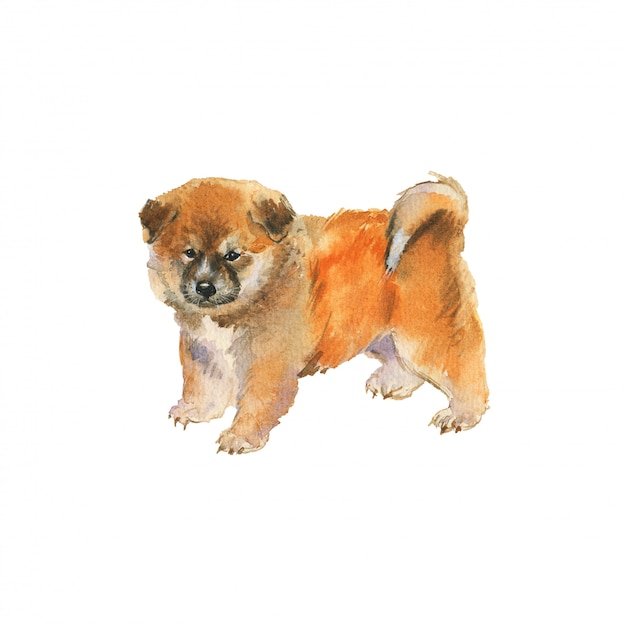 Akwarela szczeniak akita. Ręcznie rysowane realistyczny portret psa. Malować zwierzę domowe ilustrację na bielu