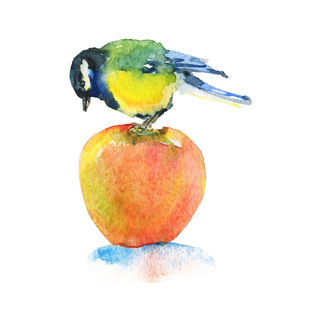 Zdjęcie akwarela titmouse na jabłku. ręcznie rysowane ptak na białym tle