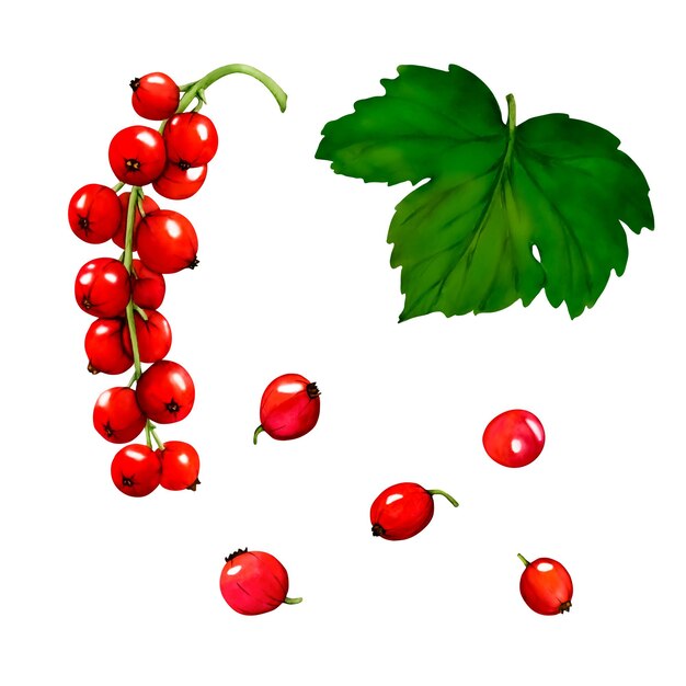 Akwarela zestaw czerwonych jagód dojrzałych porzeczek na białym tle Ręcznie rysowane ilustracja botaniczna Klipart berry oddziałów