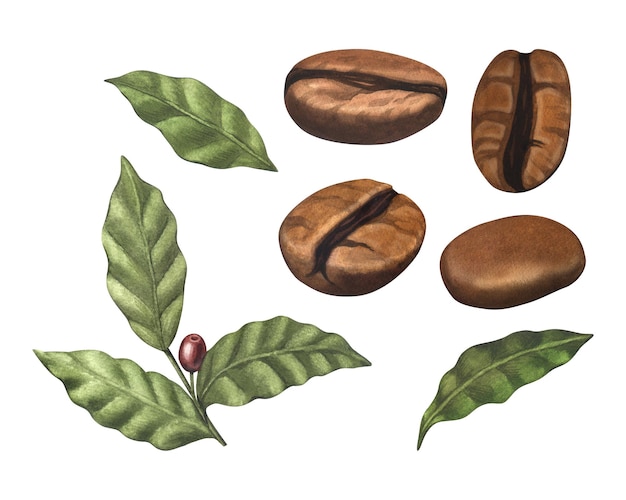 Akwarela zestaw czerwonych ziaren kawy arabica na gałęzi z jagodami