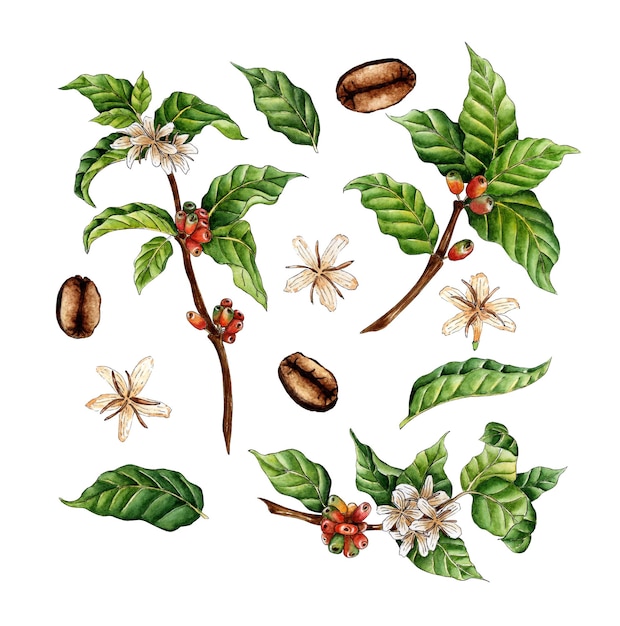 Akwarela zestaw gałązek kawy Zielone czerwone jagody kwiaty i ziarna Plantacja kawy