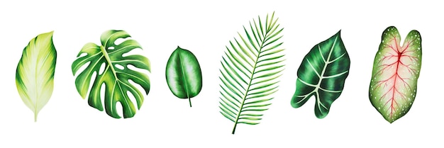 Akwarela zestaw realistycznych tropikalnych liści Ilustracja monstera caladium alocasia i liści palmowych