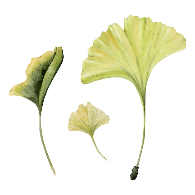 Akwarela zielony żółty liść miłorzębu zestaw trzech Ręcznie malowane artystyczne ilustracji botanicznych