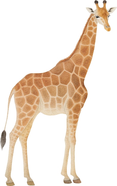 Zdjęcie akwarela żyraf izolowana na białym całym ciele stojąca akwarela vintage