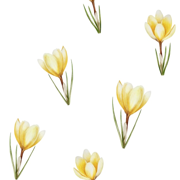 Akwarelowy bezszwowy wzór z żółtymi kwitnącymi kwiatami krokusów izolowanymi na tle S