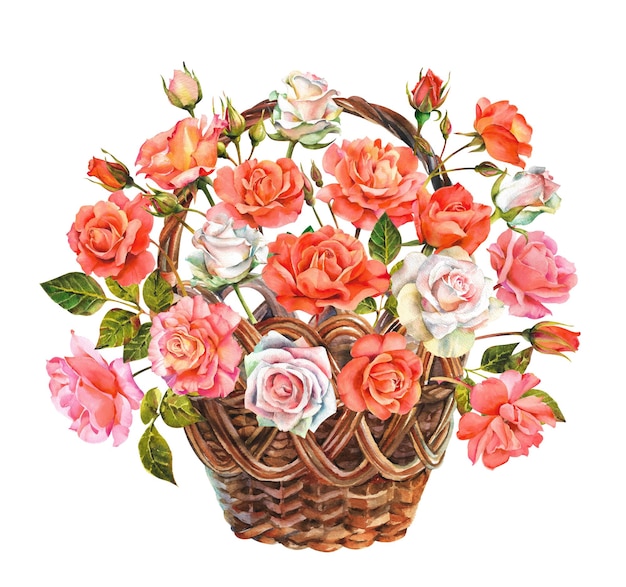 Akwarelowy kosz z kwiatami róży Różowo-białe róże w wiklinowym koszu na białym tle