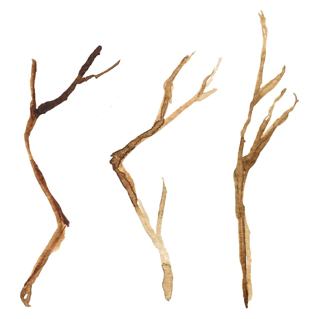 Zdjęcie akwarelowy obraz suchych gałęzi drzew odizolowanych na białym tle na rysunku runowym