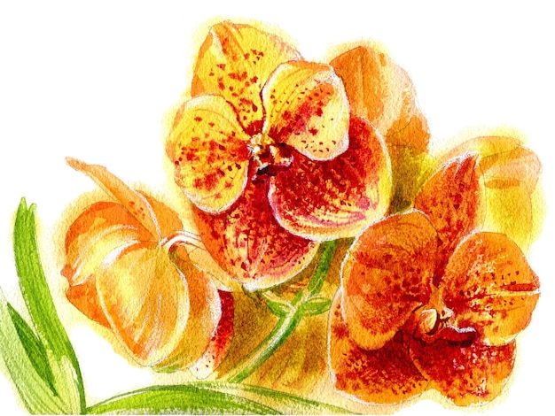 Zdjęcie akwarelowy szkic ilustracji kwiatu orchidei vanda odizolowanego na białym tle