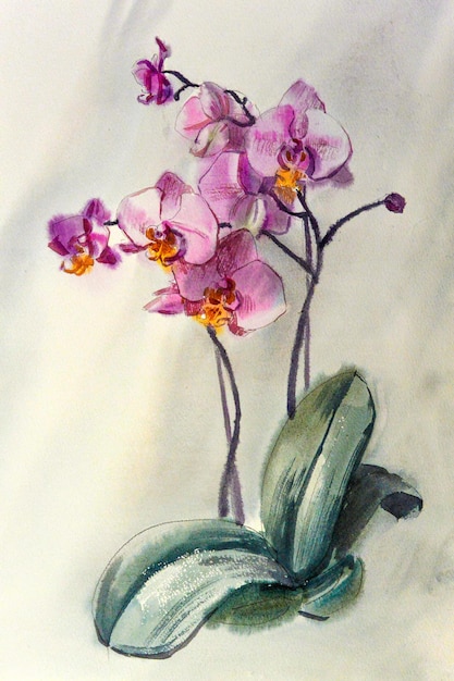 Zdjęcie akwarelowy szkic ilustrujący różowy kwiat orchidei phalaenopsis
