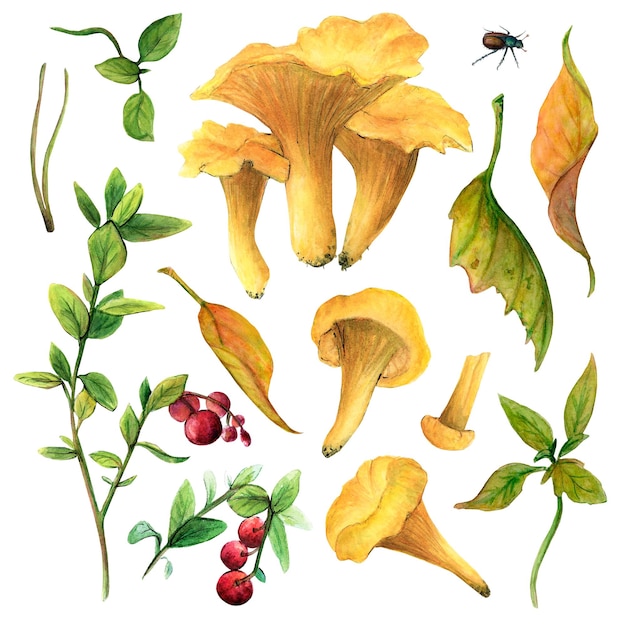 Akwarelowy zestaw grzybów pomarańczowe kurki i liście z drzewa pomogą stworzyć piękne