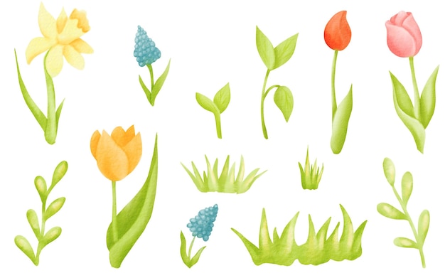 Akwarelowy zestaw ilustracji kwiatowych tulipanów narcyz narcyz botaniczny zbiór dzikich
