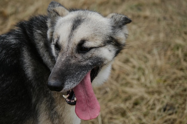 Alaskan husky na polu przed treningiem jesienią zbliżenie portret Północne zaprzęgi rasy mieszanej