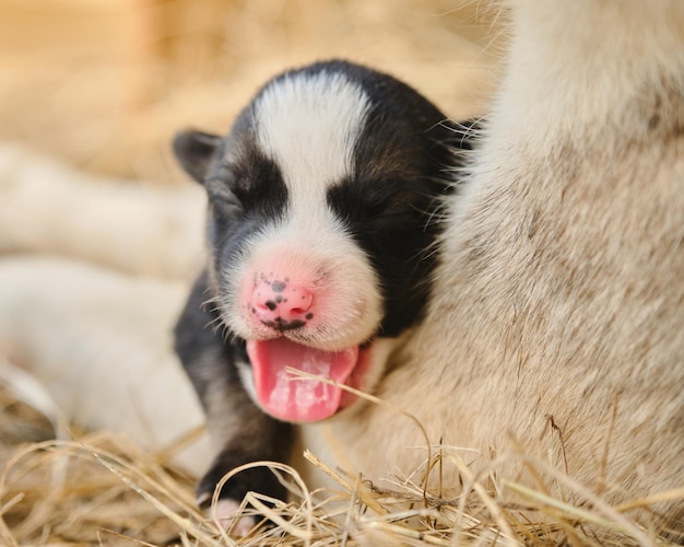 Alaskan husky z hodowli północnych psów zaprzęgowych śpi leżąc na sianie obok matki i ziewa