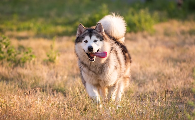 Alaskan Malamut Biegający Po Polu