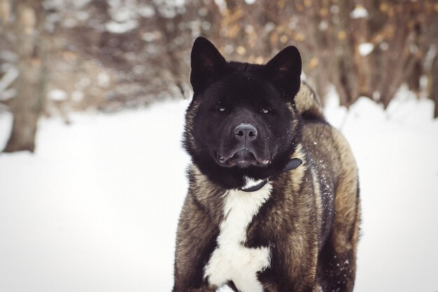 Alaskan Malamute Ciemny Kolor W środowisku Naturalnym Spacerując Po śniegu