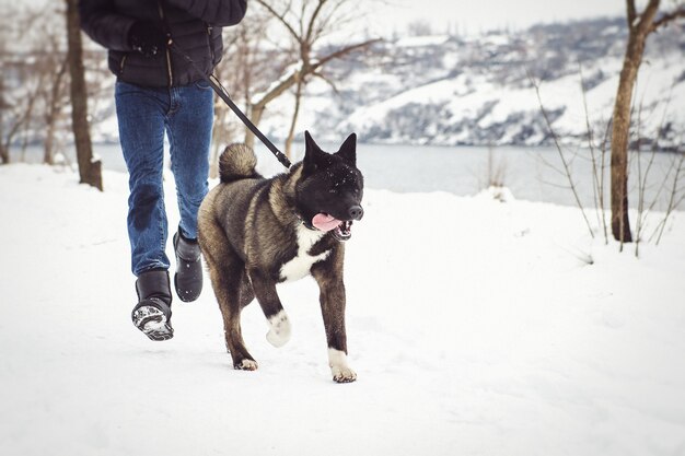 Alaskan Malamute ciemny kolor w środowisku naturalnym spacerując po śniegu