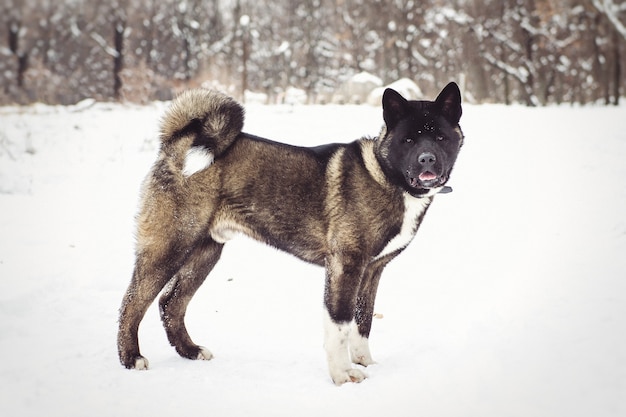 Alaskan Malamute ciemny kolor w środowisku naturalnym spacerując po śniegu