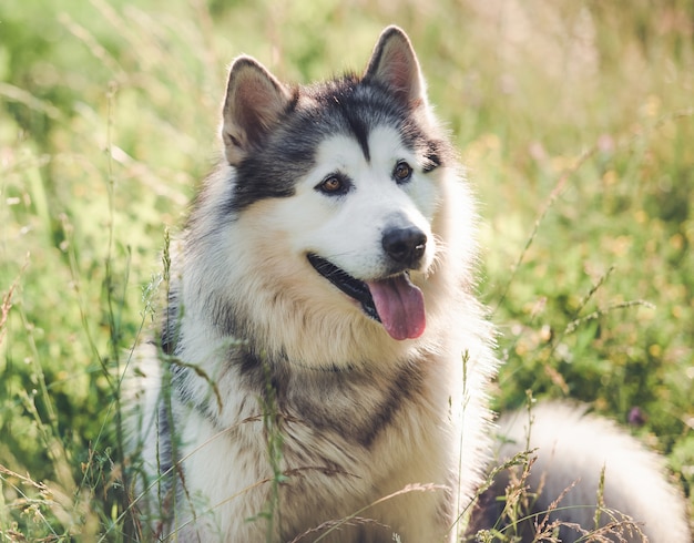 Alaskan Malamute Odpoczywa Na Letniej Trawie