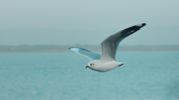 Albatross ptak na niebie - Laysan Albatross, Akcja dzikiej sceny z oceanu.