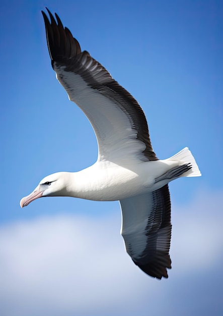 Albatrosy bardzo duży ptak Procellariiform