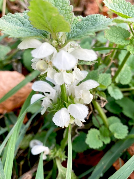 Album Lamium Lamium białe kwiaty i liście w zbliżeniu środowiska naturalnego.